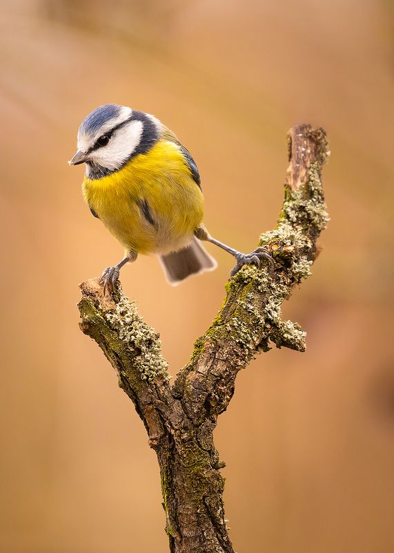 Titmousephoto preview