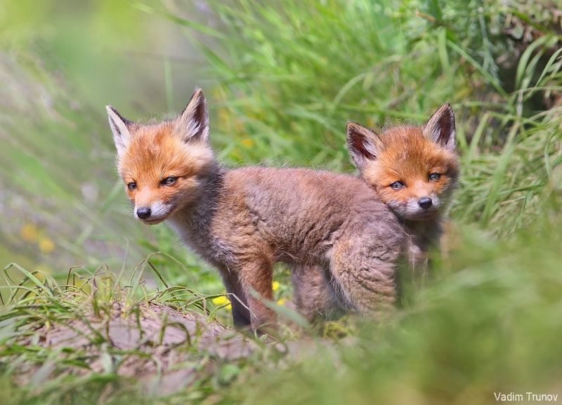 лиса, лисята, fox Лисятаphoto preview