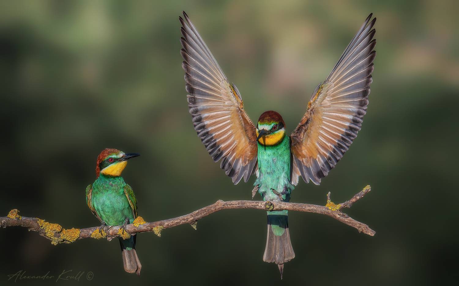 Мягкая посадка. Автор: Круль Александр щурка, золотистая щурка, пчелоедка, merop apiaster, Круль Александр