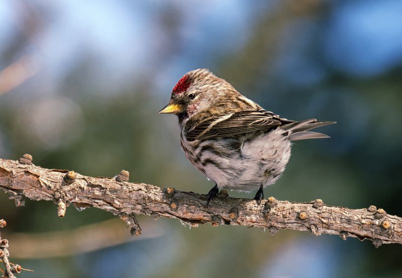 птица, чечётка, чечётка. (3 ФОТО)photo preview