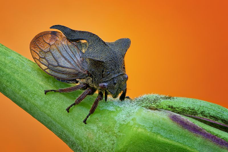 Centrotus cornutusphoto preview