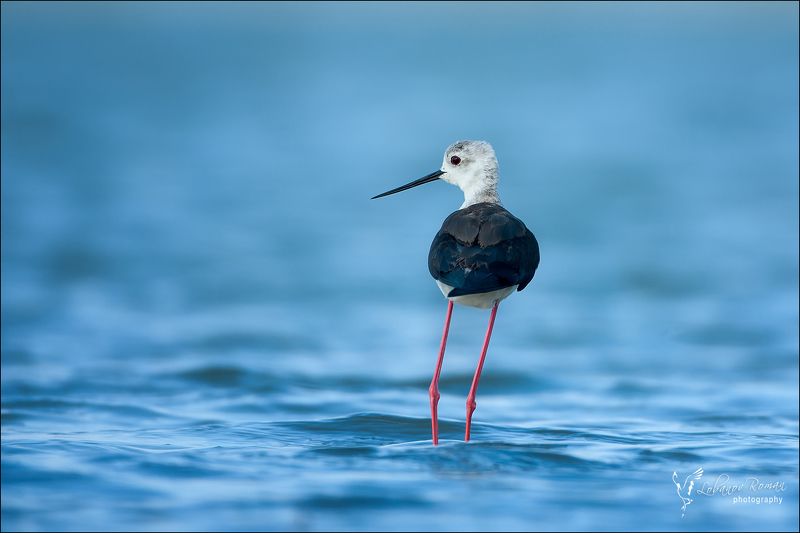 * * * фото превью