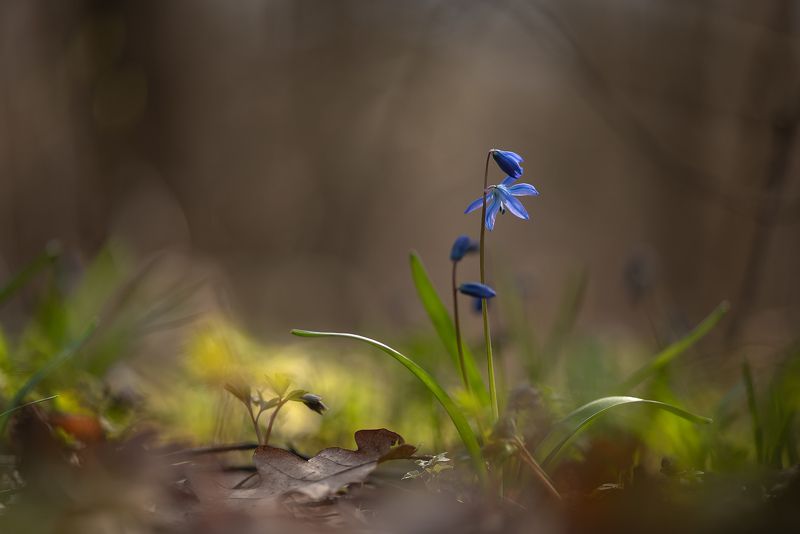 пролеска, первоцвет, апрель, весна, свет, цвет, россия, воронеж, геннадий мещеряков, nikon d 850, carl zeiss makro-planar t* 100mm f/2 zf.2 Апрельским утром...photo preview