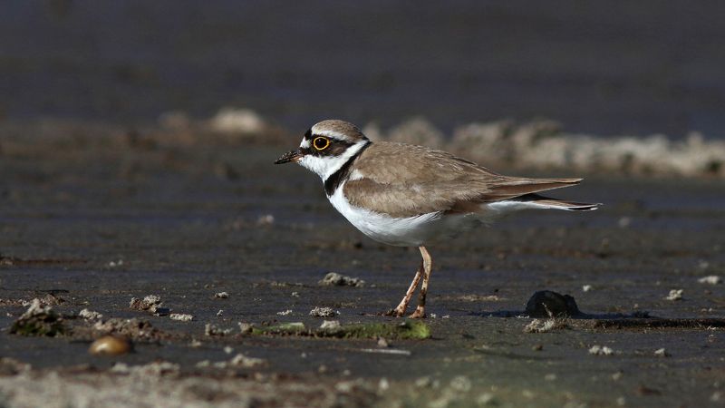 малый зуек, зуек, кулик, charadrius dubius, little ringed plover, куршский залив Шустрый малыйphoto preview