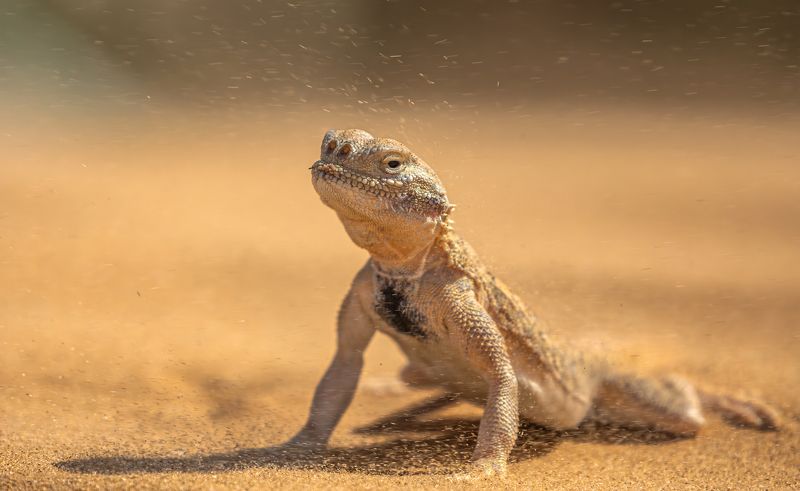 Буря в пустыне. photo preview