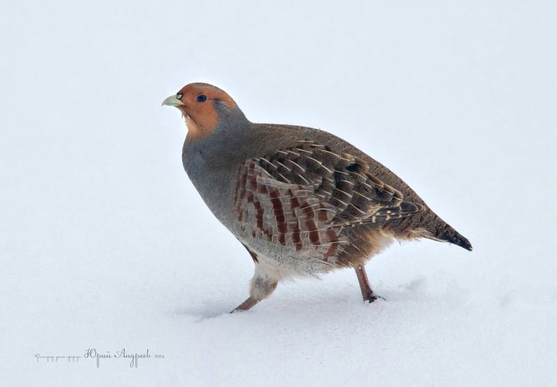 серая куропатка Серая куропатка фото превью