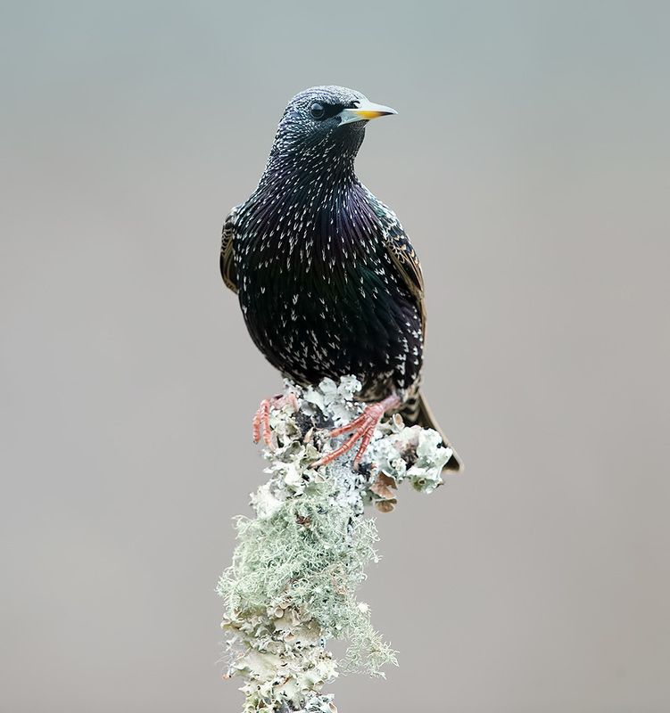 cкворец, european starling,  starling, зима Juvenile European Starlings Molting - Молодой Линяющий Скворецphoto preview