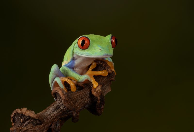 red eyed tree frog, frog, reptiles and amphibians, animals, nature, close up, canon Red Eyed Tree Frogphoto preview