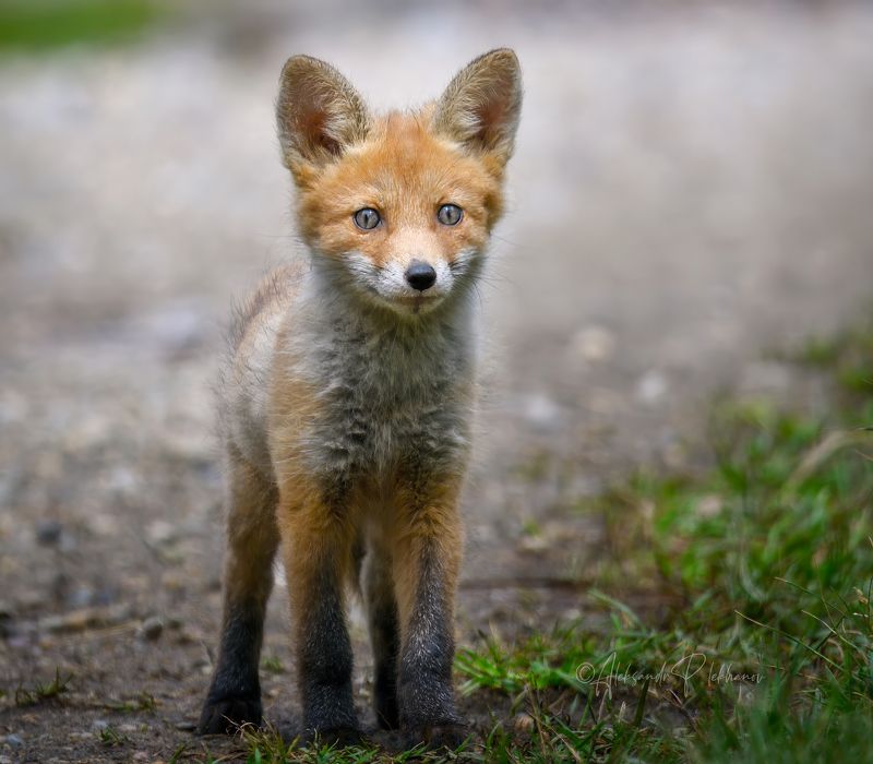 Мы с тобой одной крови. Ты и я.photo preview