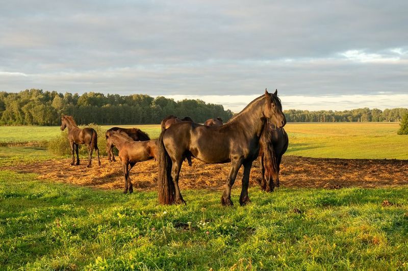 morning,horses,field With horsesphoto preview