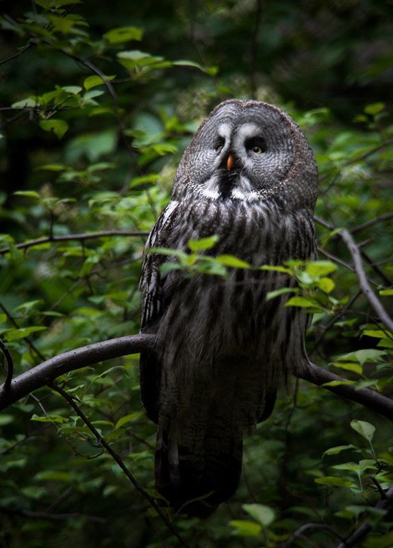 Неясытьphoto preview