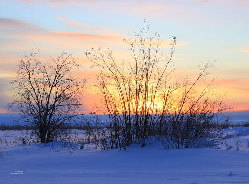 зима, вечер, закат, кусты, снег, небо Зимний вечер в тундреphoto preview