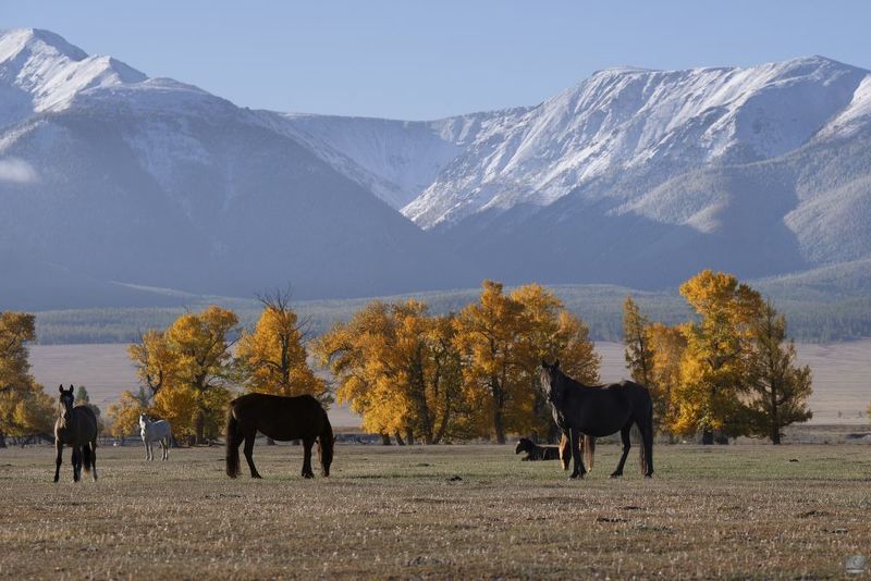 алтай лошади осень Табун Алтайских лошадейphoto preview