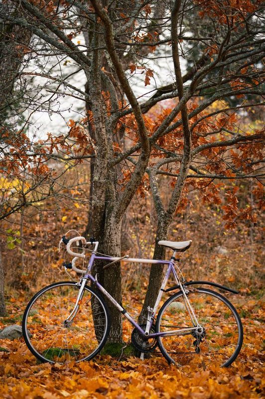велосипед, дерево, осень Осенний деньphoto preview