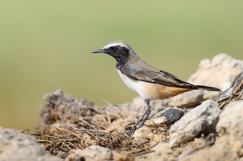 птица, фотоохота, каменка, природа, фауна Златогузая каменкаphoto preview