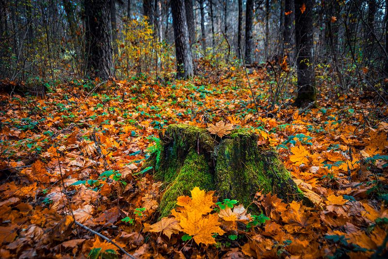 Старый пень в осеннем лесу фото превью