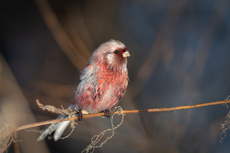 птица, урагус, яркий, снегирь Урагусphoto preview
