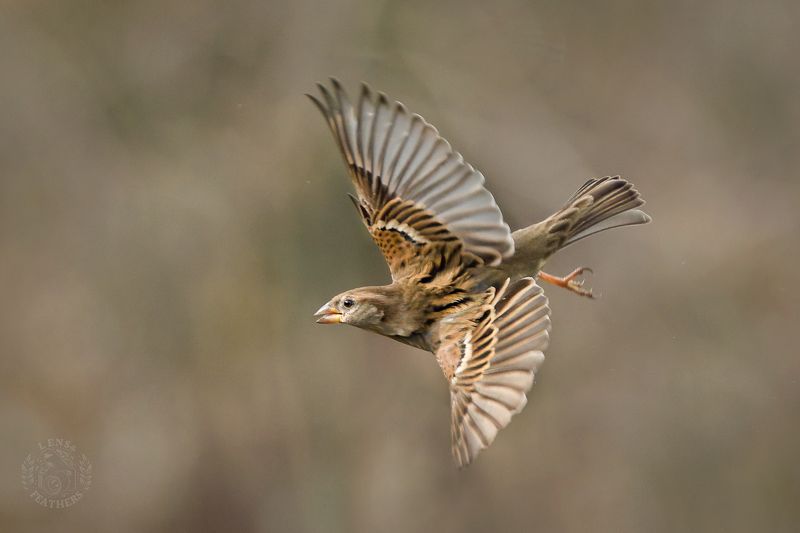 Воробей - Lens and Feathersphoto preview