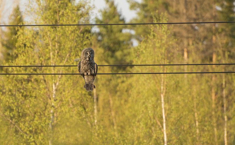 - Вижу цель, не вижу препятствий :)photo preview