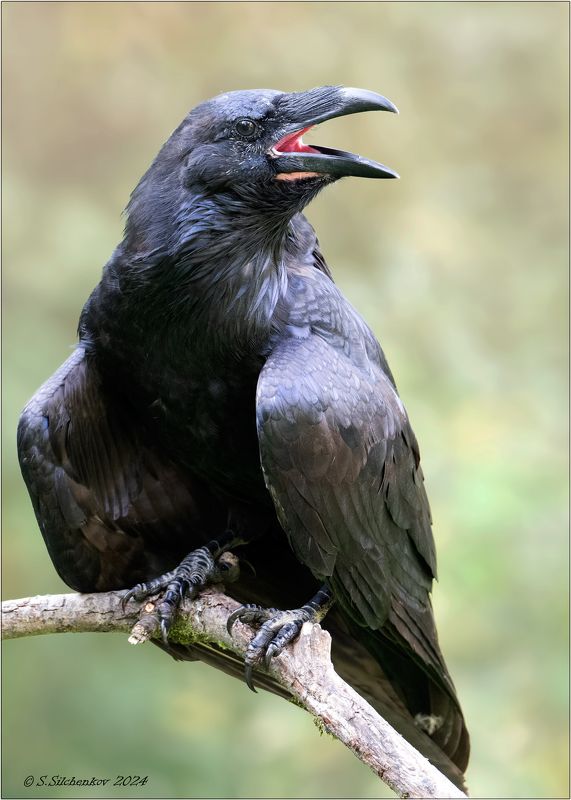 Самый чЁрный ворон...photo preview