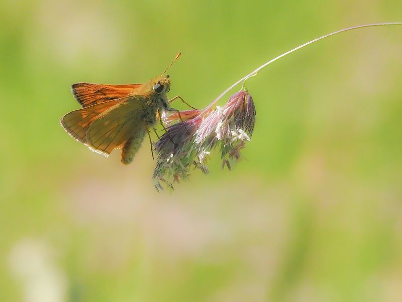 бабочки толстоголовка леснаяphoto preview