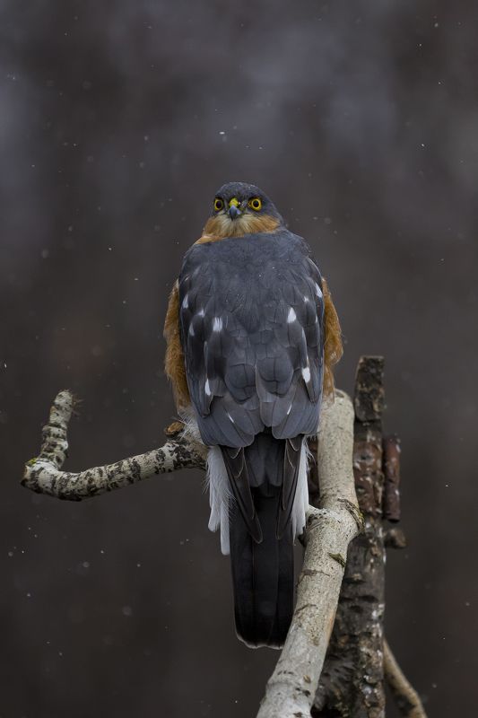 природа ***photo preview