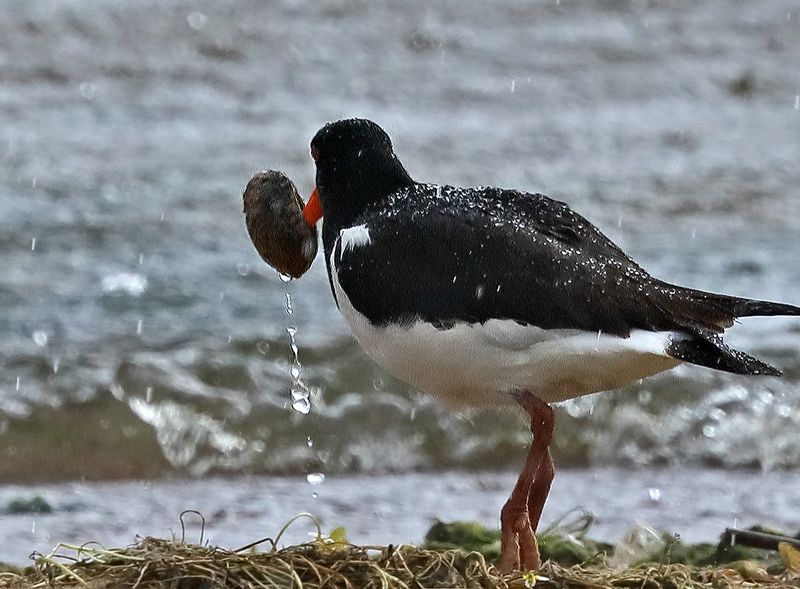 Кулик-сорока Ага-а-а… Попа-а-лся!photo preview