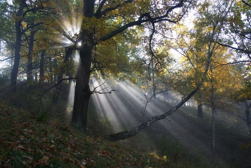 Осеннее утроphoto preview