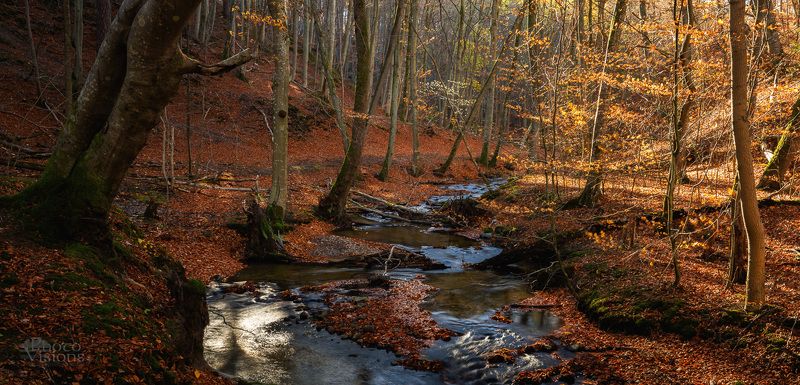 woods,forest,river,creek,autumn,autumnal,colorful, Between the shadow and lightphoto preview