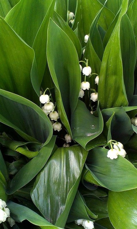 ландыш Ландыш белоснежныйphoto preview