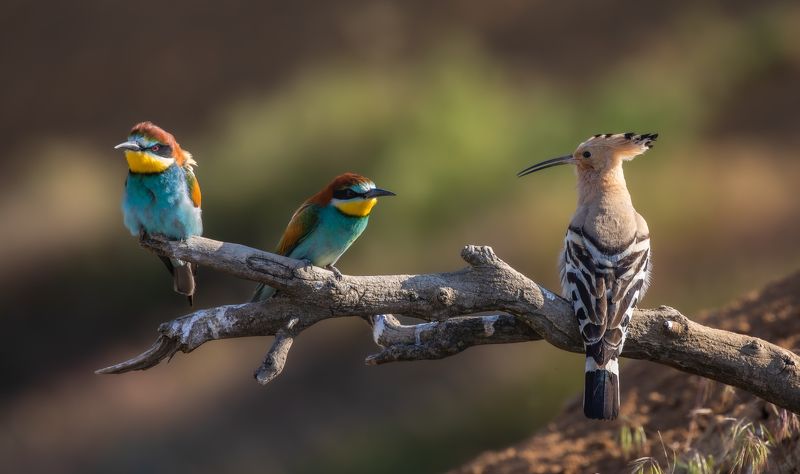 Напряженный разговор.photo preview