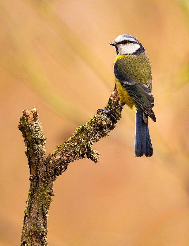 Titmousephoto preview