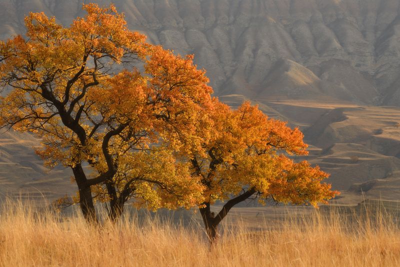 дагестан,деревья,осенние краски Где-то в Дагестанеphoto preview