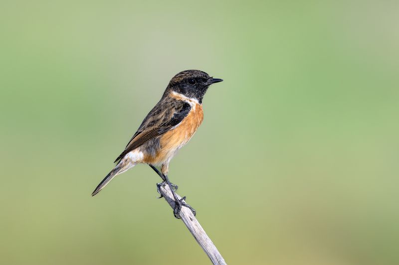 птица, фотоохота, чекан, природа, фауна Сибирский черноголовый чеканphoto preview