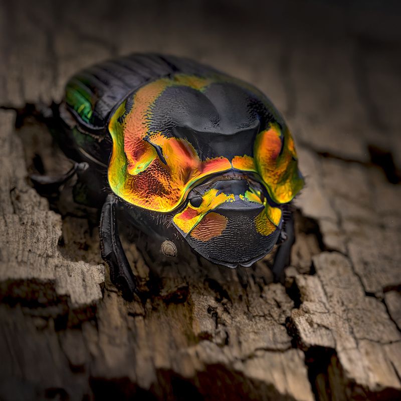 coleoptera, scarabaeidae, sulcophanaeus imperator Императрица фото превью