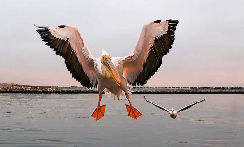 Птичкиphoto preview