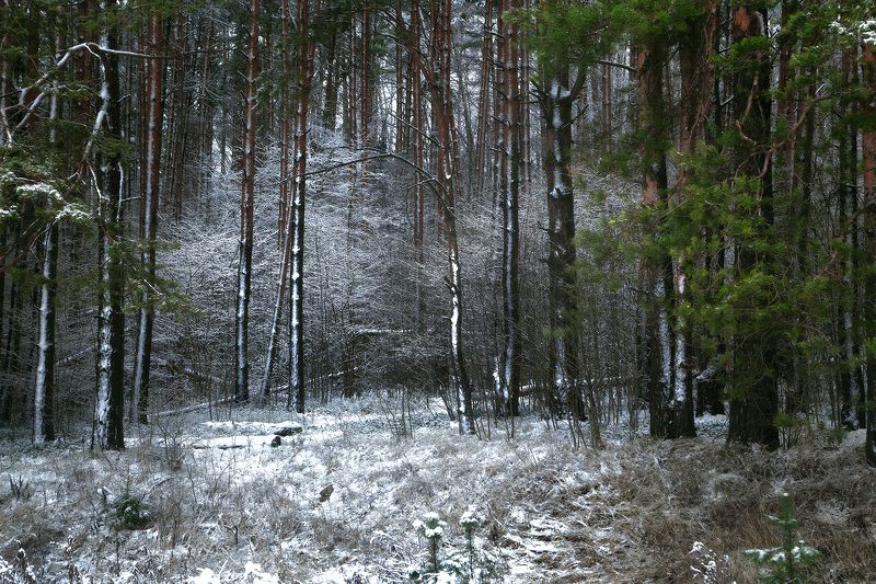 лес, снег, зима, день, пейзаж Так начинается зимаphoto preview