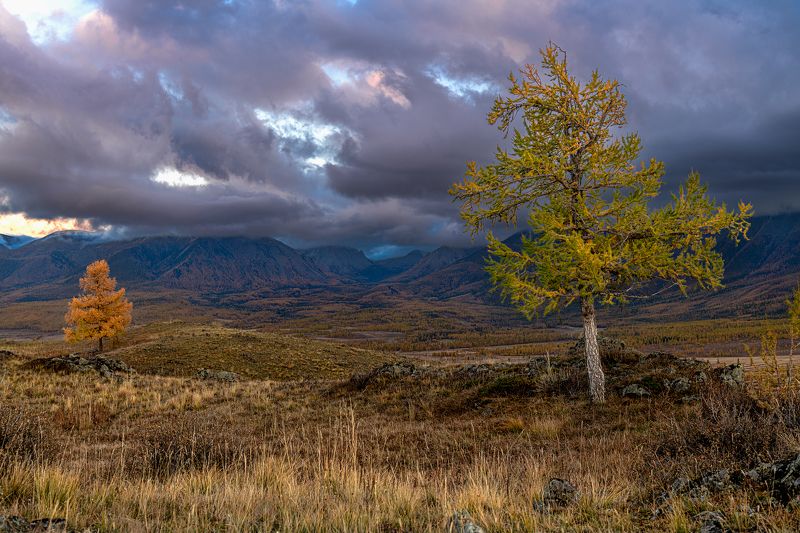 алтай, осень, горы Два дереваphoto preview