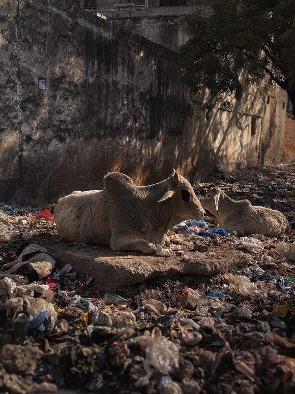 Зарисовки Индии, Делиphoto preview