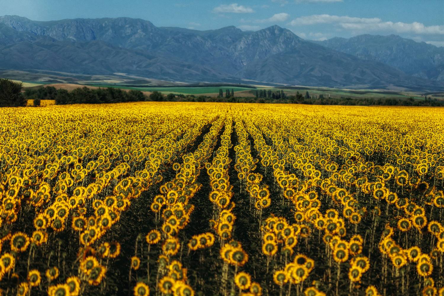 Восточный Казахстан. Автор: Арина Ратушнова , Арина Ратушнова