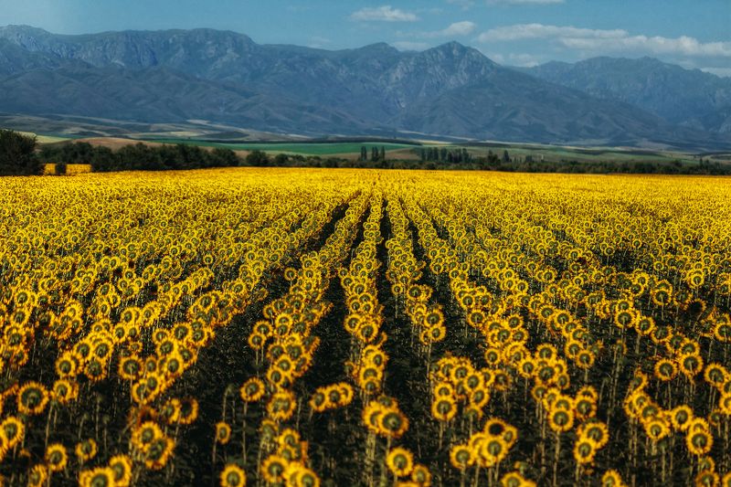 Восточный Казахстанphoto preview