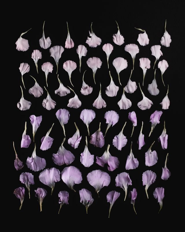 Carnationphoto preview