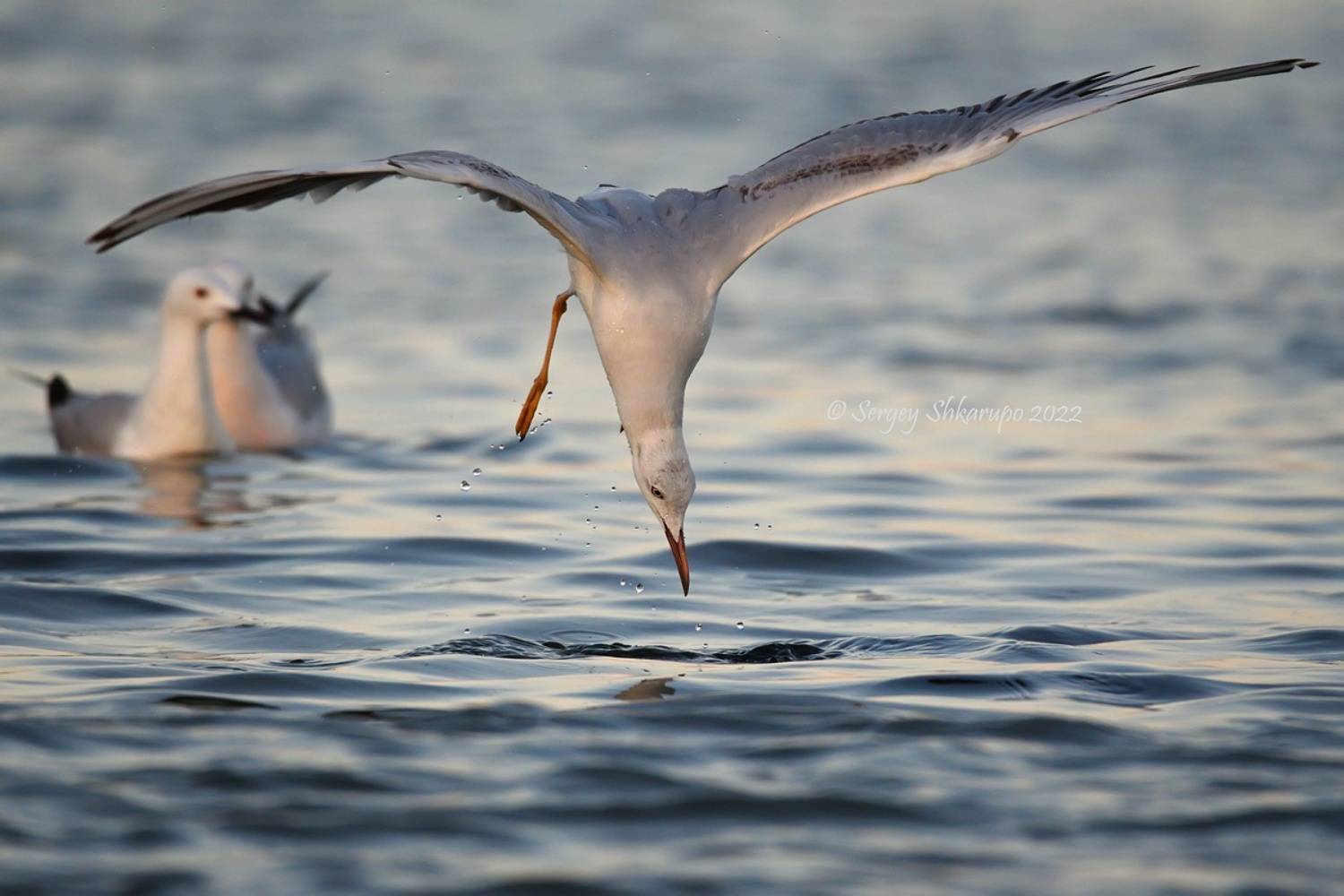 Охота морского голубка. Автор: Сергей Шкарупо морской голубок, птицы, Сергей Шкарупо