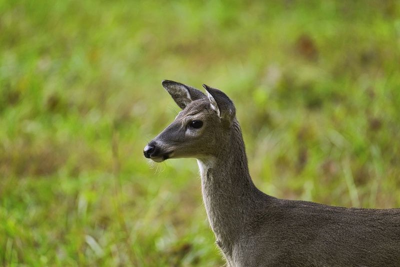 Doe in the fieldphoto preview
