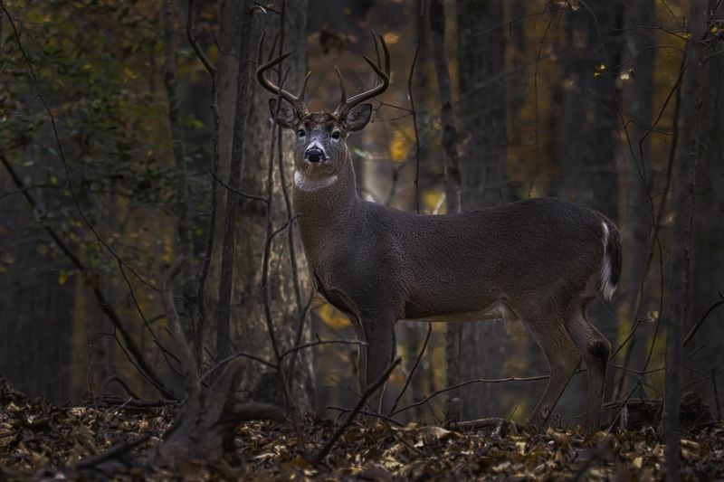 White Tailed Deerphoto preview