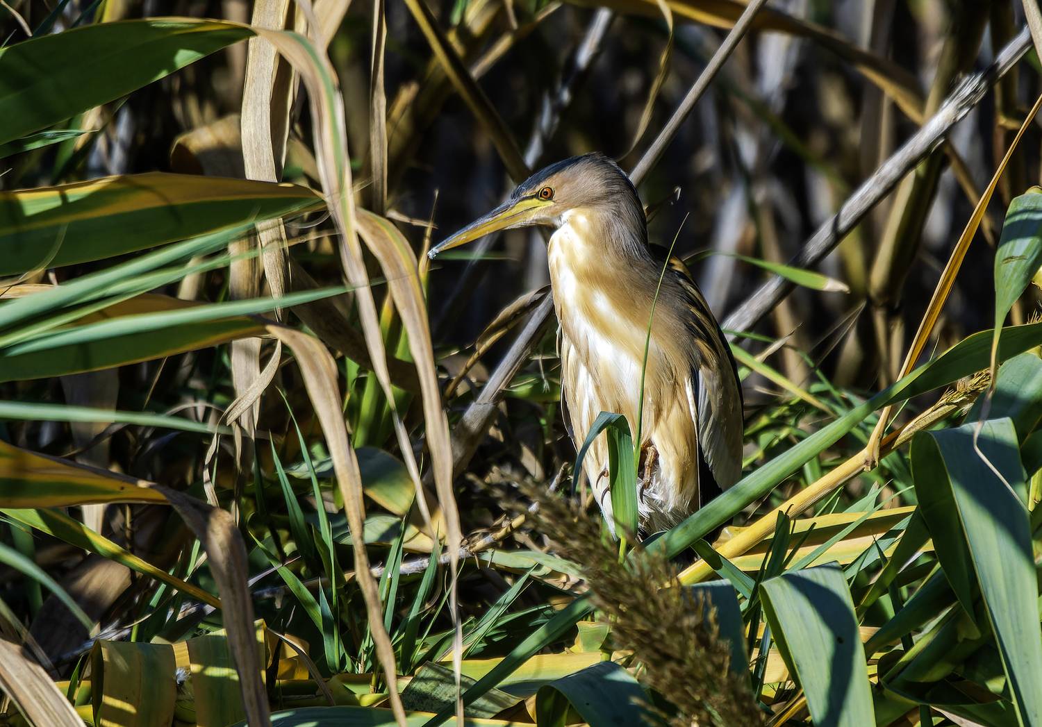 Малая выпь.. Автор: Alexander Amromin , Alexander Amromin