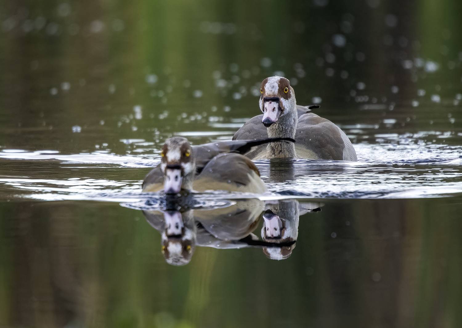 Нильские гуси.. Автор: Alexander Amromin , Alexander Amromin