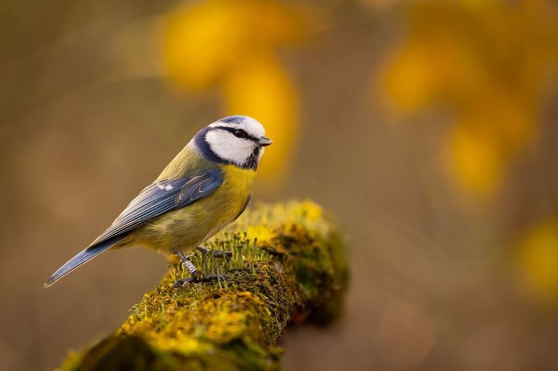 Titmousephoto preview