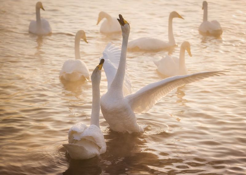 алтайский край, советский район, лебеди, птицы, лебединый заказник, лебеди-кликуны, кликуны, зимовка птиц, зимний алтай, озеро светлое Любовь, разборки и мирные будниphoto preview
