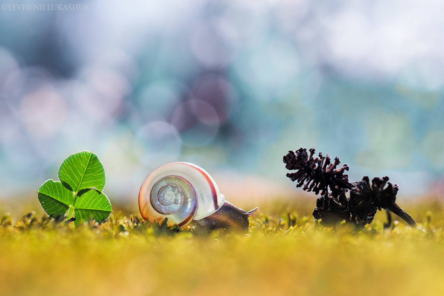 , Лукашук Евгений